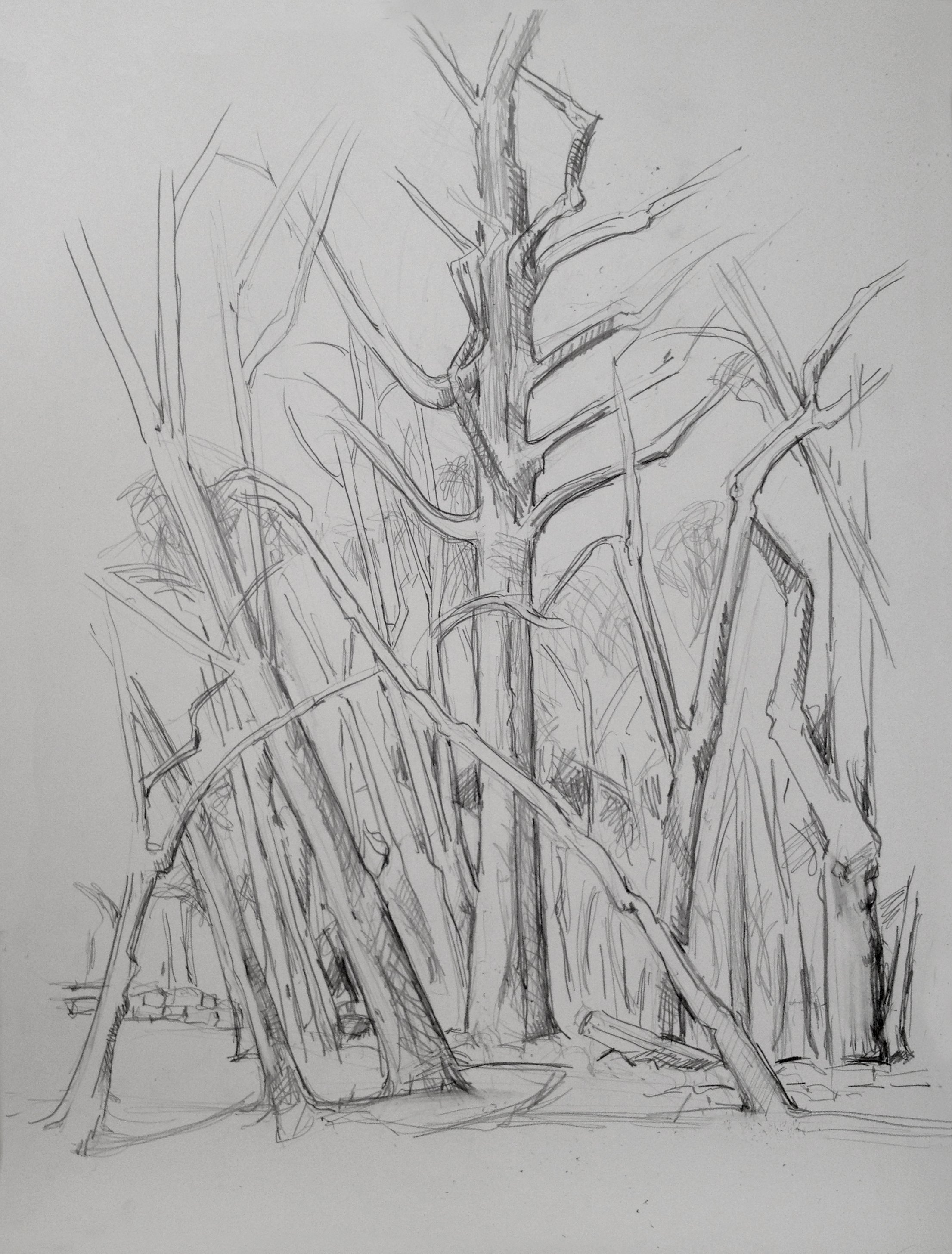    Backyard Trees, winter,   graphite, 24 x 19 in, 2016 