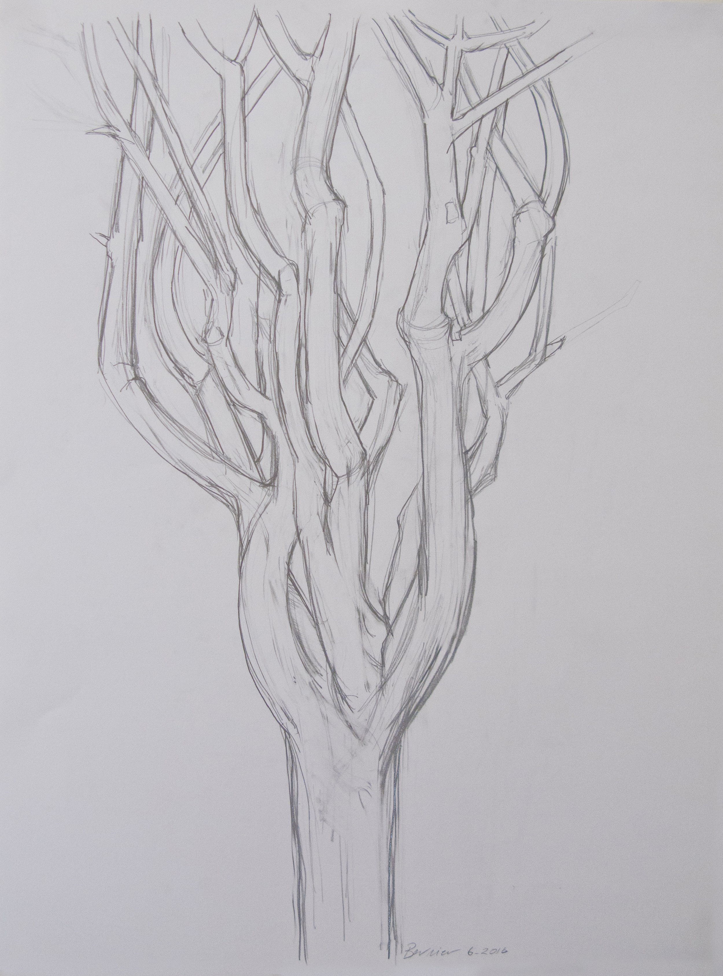    Pine,   graphite, 24 x 19 in, 2016 