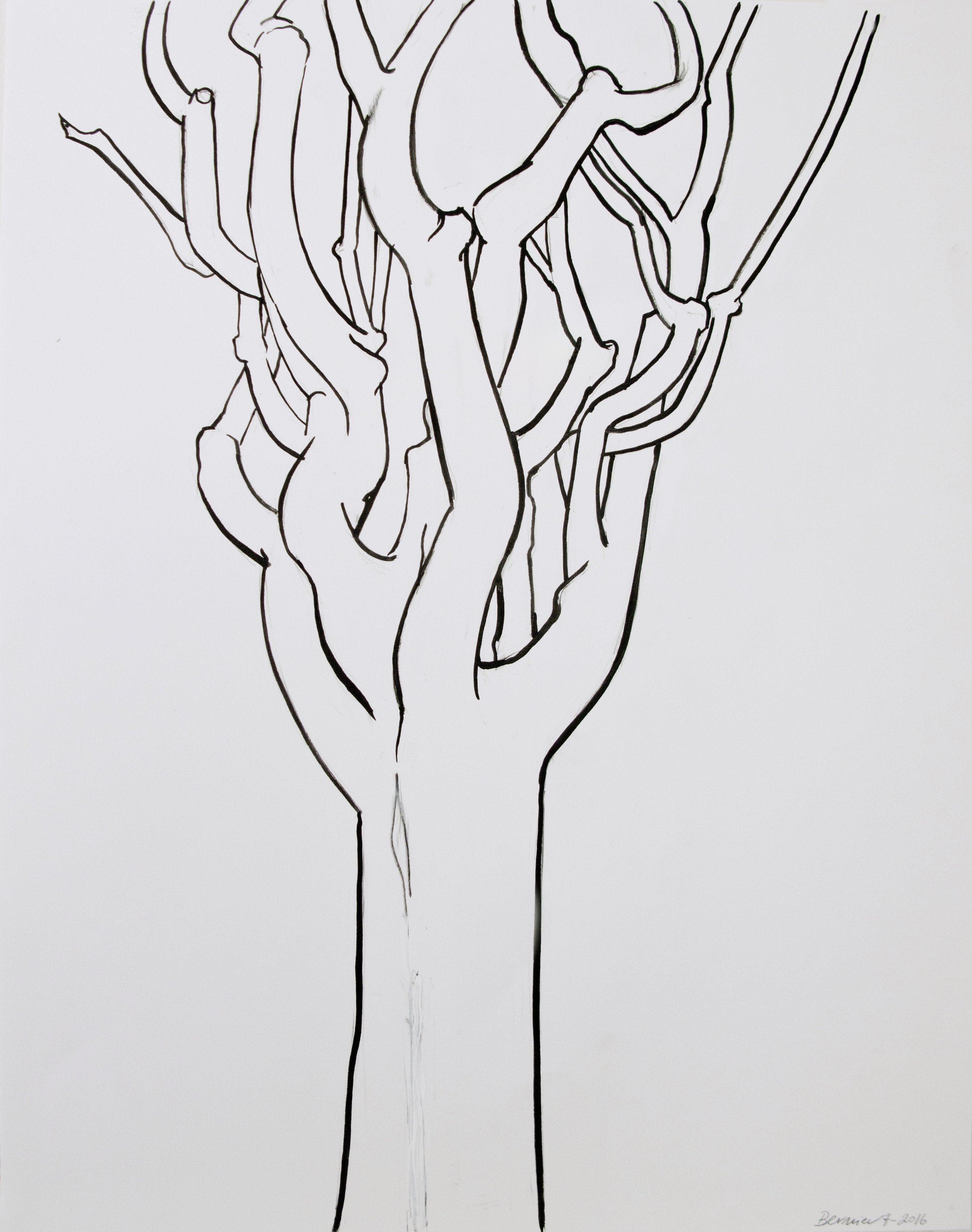    Pine,   ink, 24 x 19 in, 2016 