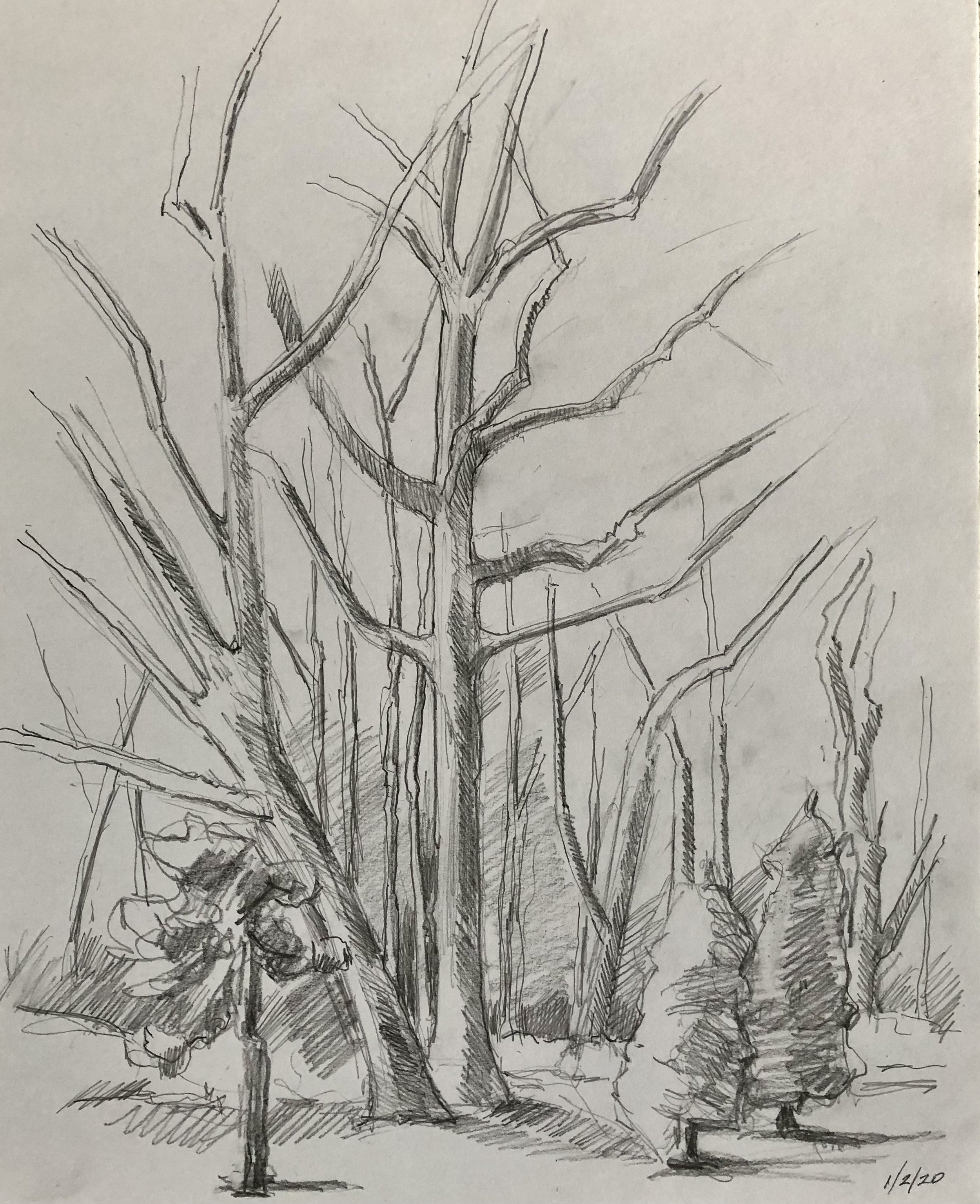   Backyard Trees,   graphite, 24 x 19 in, 2020 