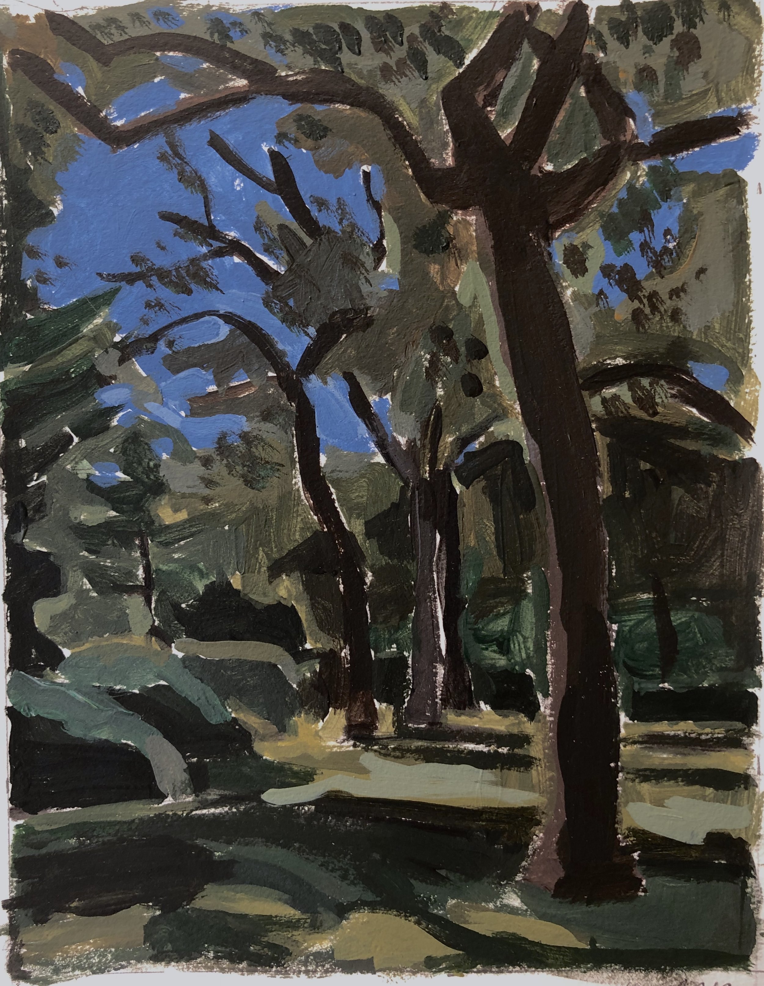    Backyard Maple,   gouache, 2020 