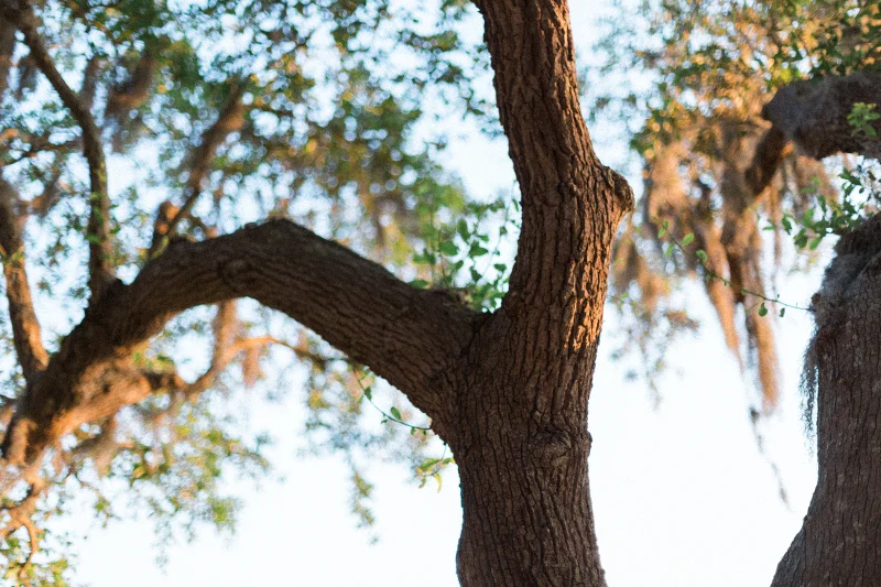 Charleston-Wedding-Inspiration-Live-View-Studios-+-Rebecca-Rose-Events-Oak-Trees-with-Moss1.jpg