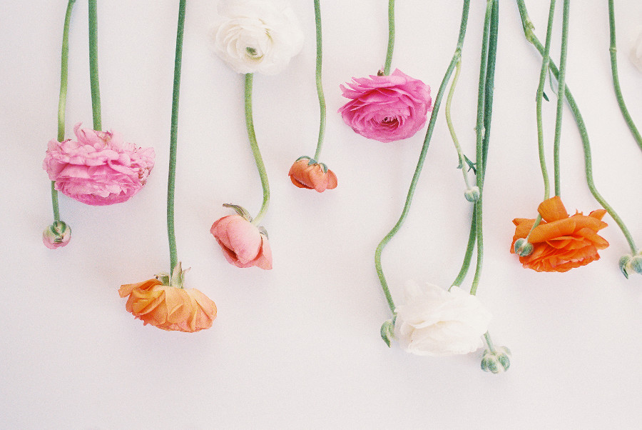 Nancy Ray Photography
