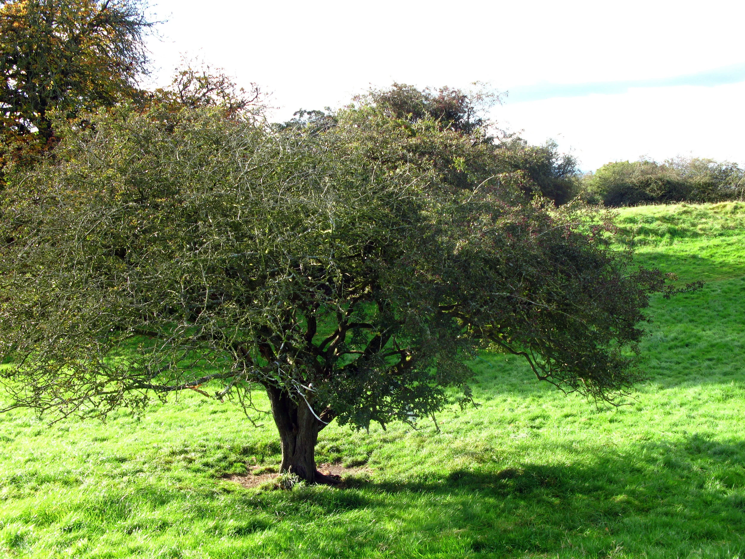 FaeryTree-copy.jpg