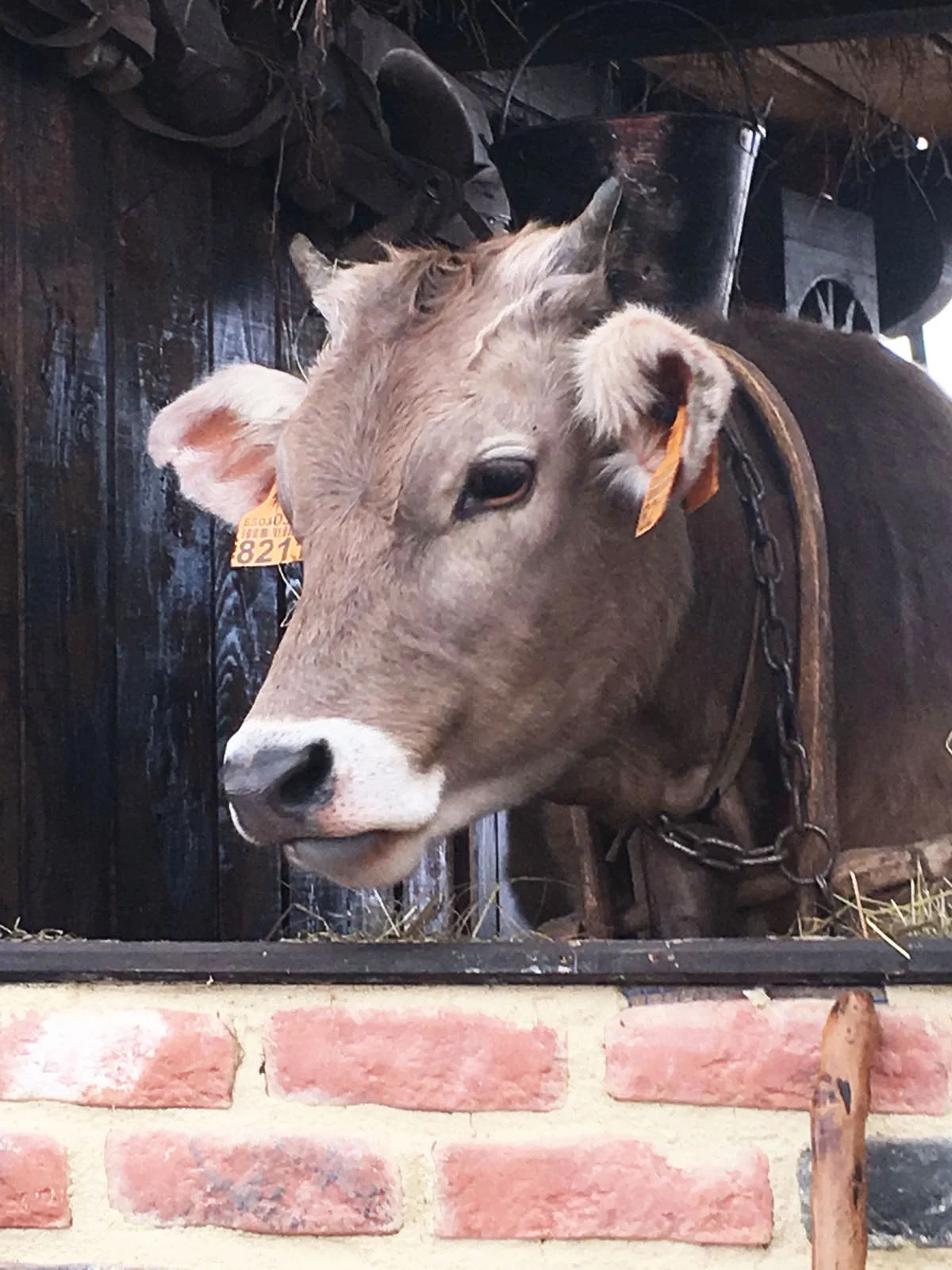 Bull.jpg