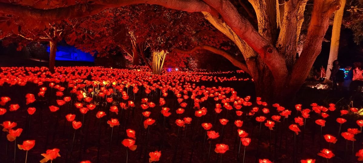 Lightscape Returns to the LA Arboretum in Arcadia — Cleverly Catheryn