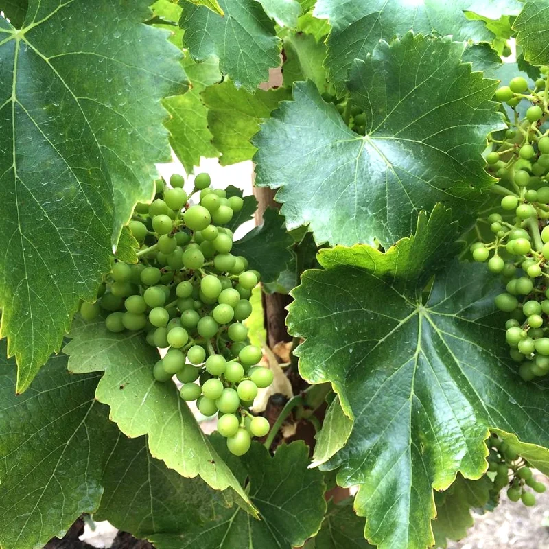 Valle De Guadalupe Wineries In Baja An Introduction