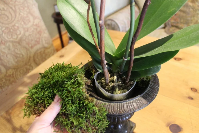 Add moistened sheet moss to dress base of orchid.
