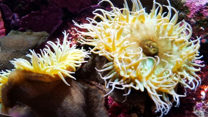 Monterey Bay Aquarium