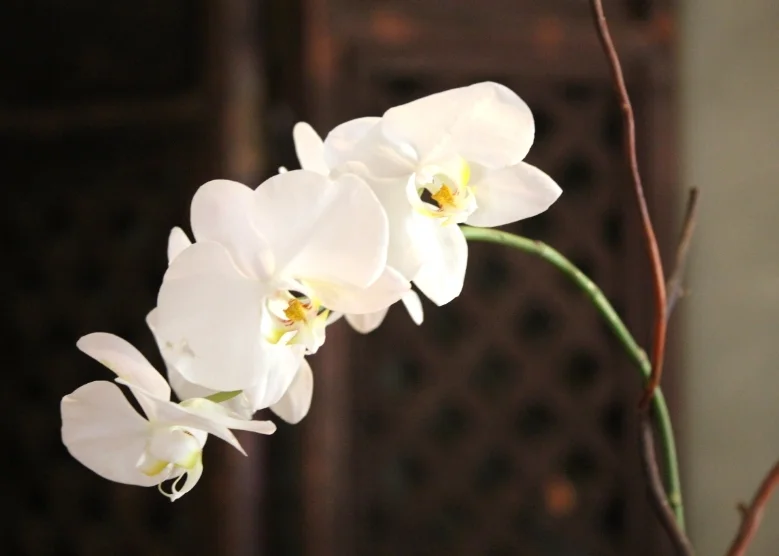 DIY Orchid Arrangement