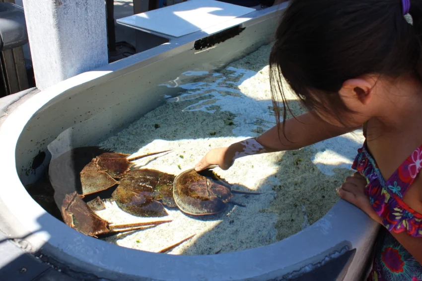 Autism Friendly Aquarium of the Pacific — Cleverly Catheryn