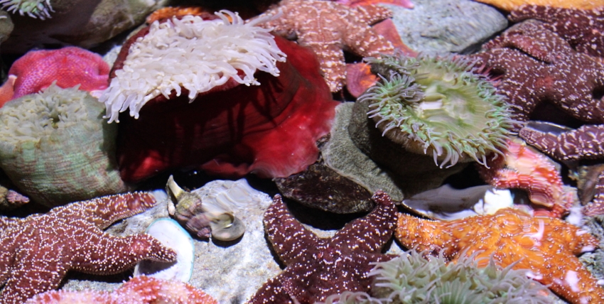 Autism Friendly Aquarium of the Pacific — Cleverly Catheryn