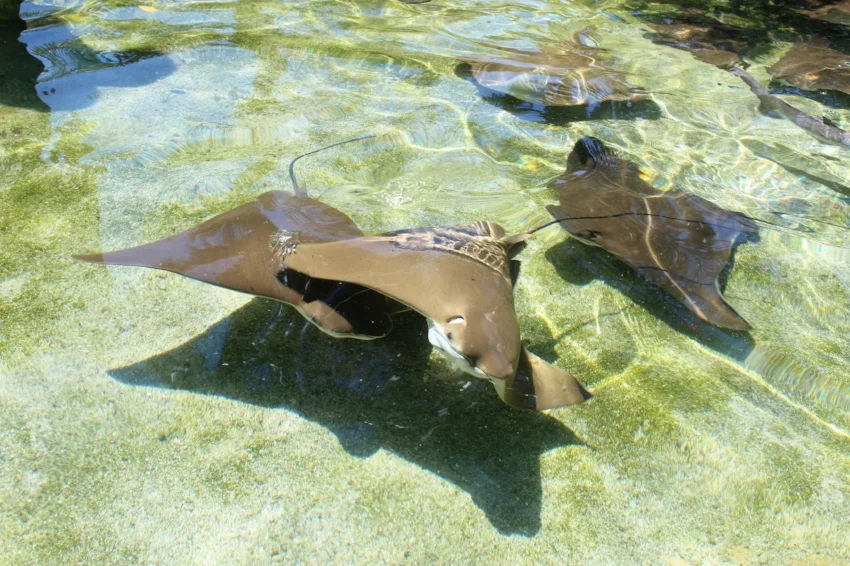Autism Friendly Aquarium of the Pacific 