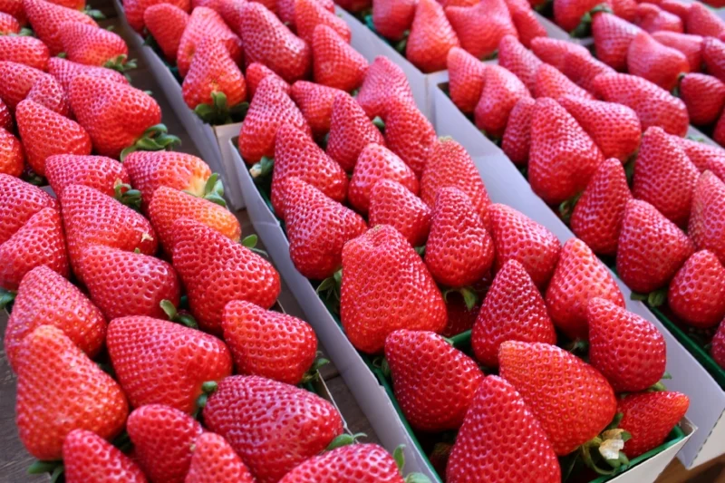 Enjoy Strawberry Season at Tanaka Farms