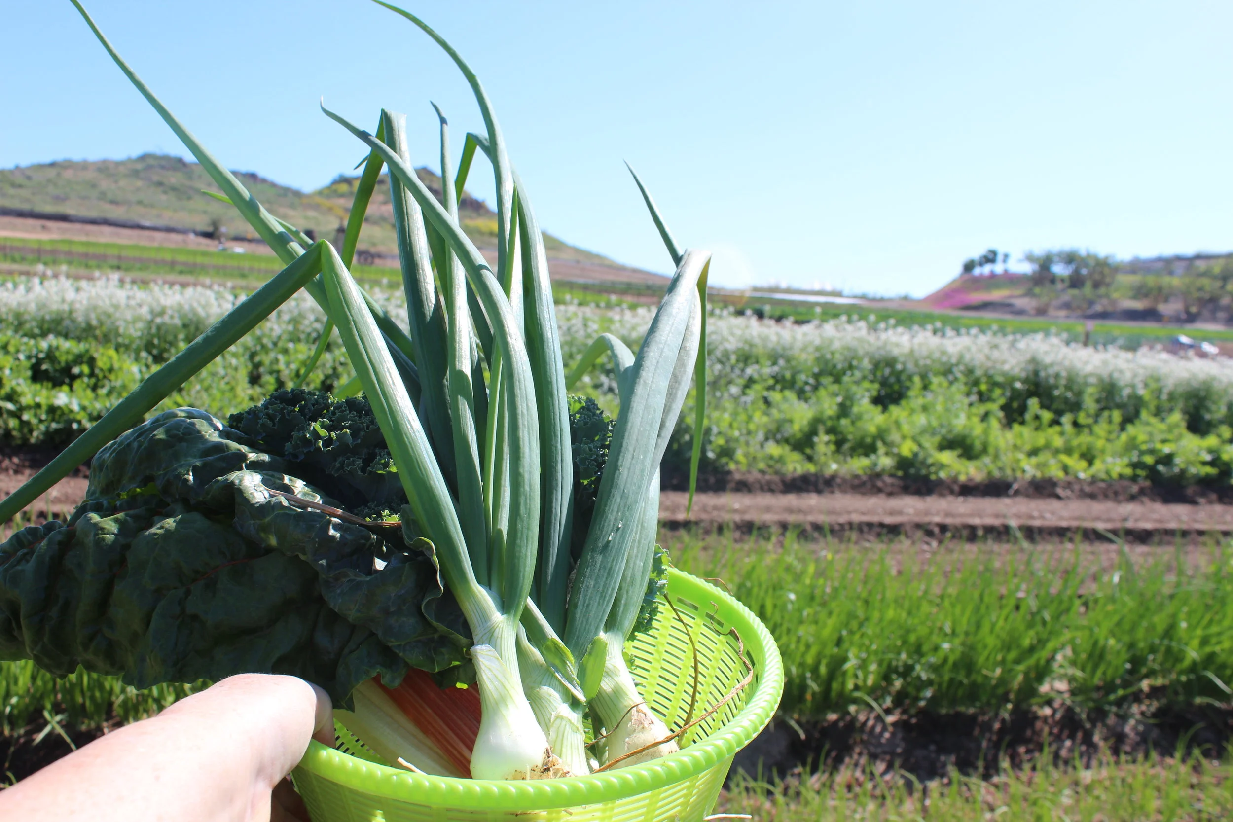 Farm to Table Cookout Tour at Tanaka Farms