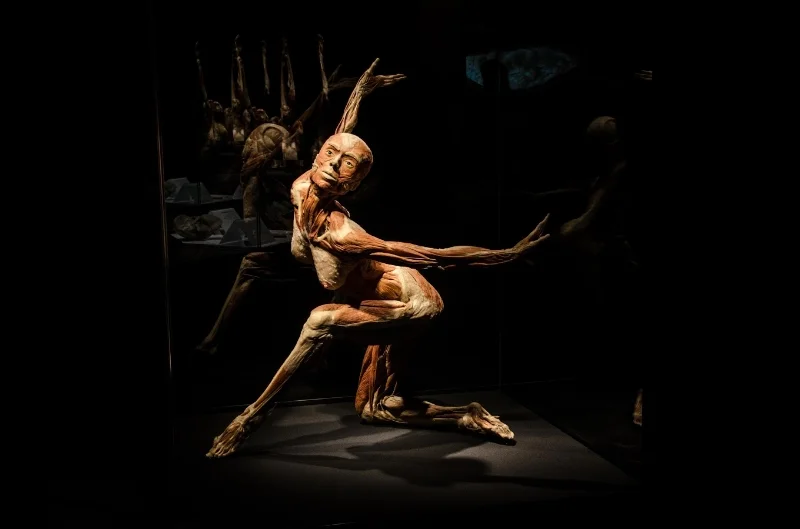 Body Worlds Pulse at the California Science Center