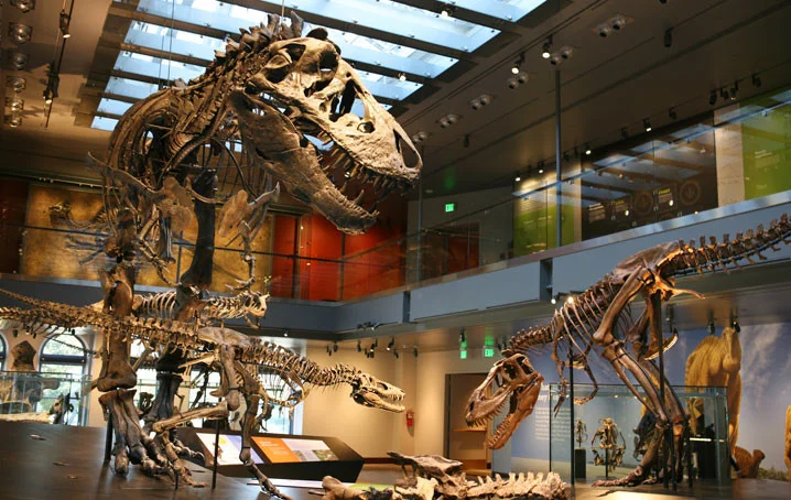 next_project_Dino_Hall_slide_01.jpg