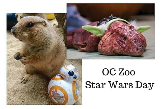OC+Zoo+Star+Wars+day.png