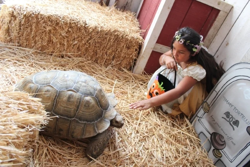 Autism Friendly Things to Do During Knott's Spooky Farm — Cleverly Catheryn