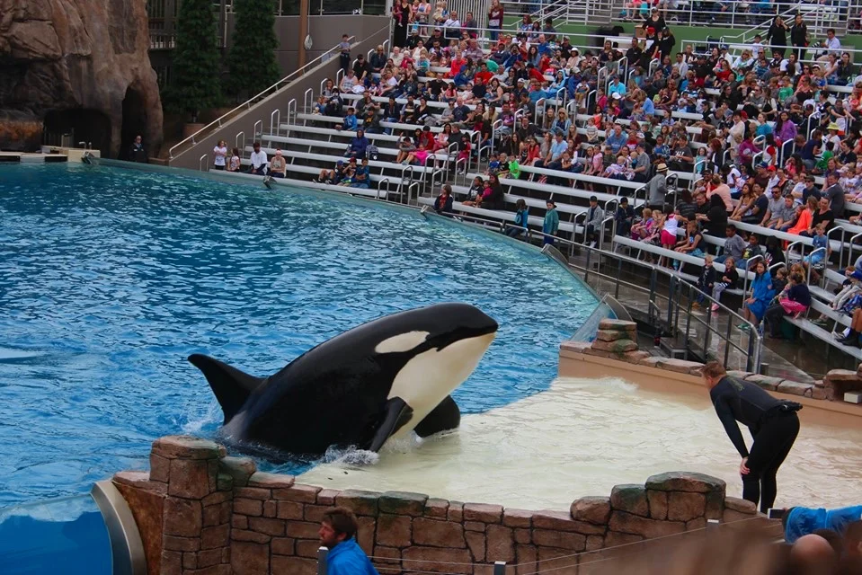 Seaworld Autism Accessibility Guide and Tips for Visiting — Cleverly Catheryn