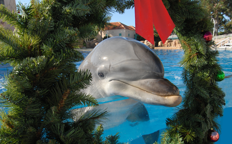 Holiday Dolphin 460x286.png