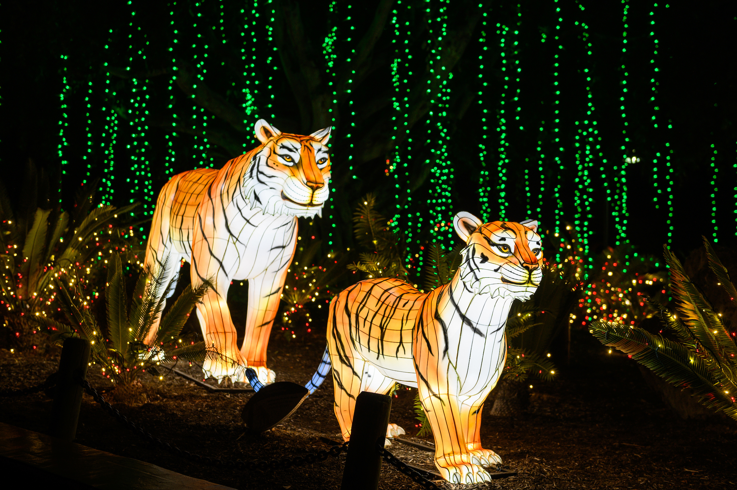 See The LA Zoo in a Whole New Light This Holiday Season — Cleverly Catheryn