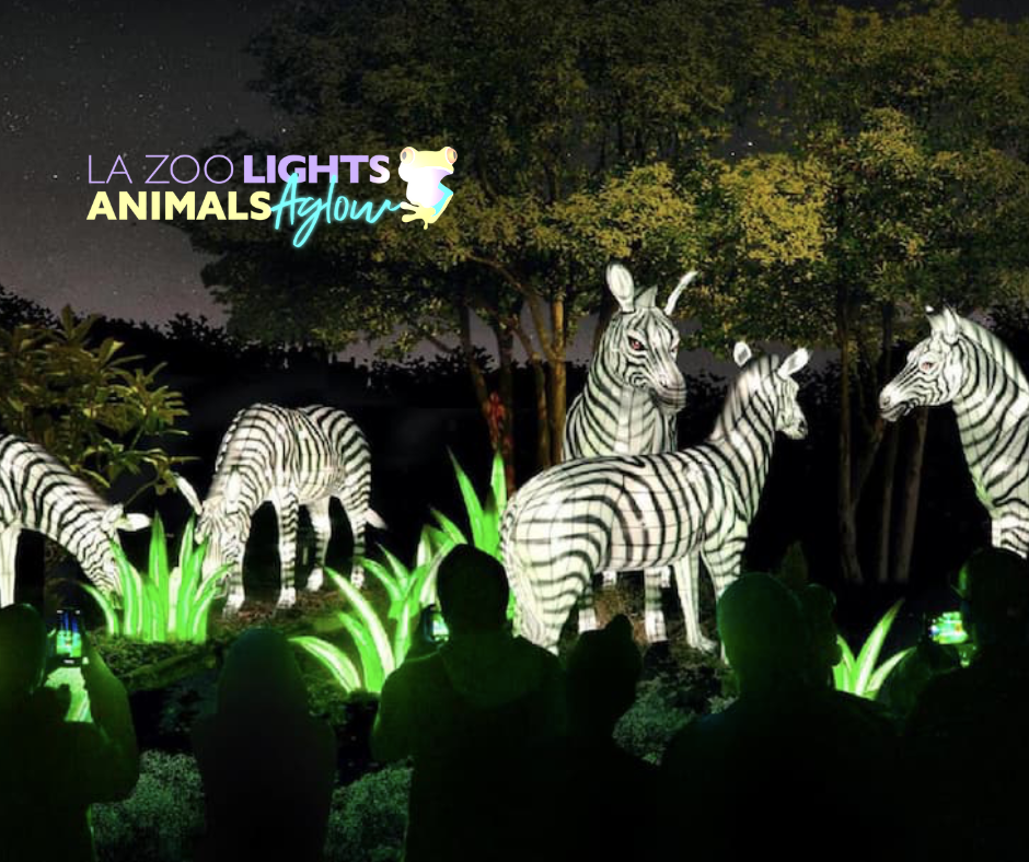 Sensory Friendly LA Zoo Lights Night — Cleverly Catheryn