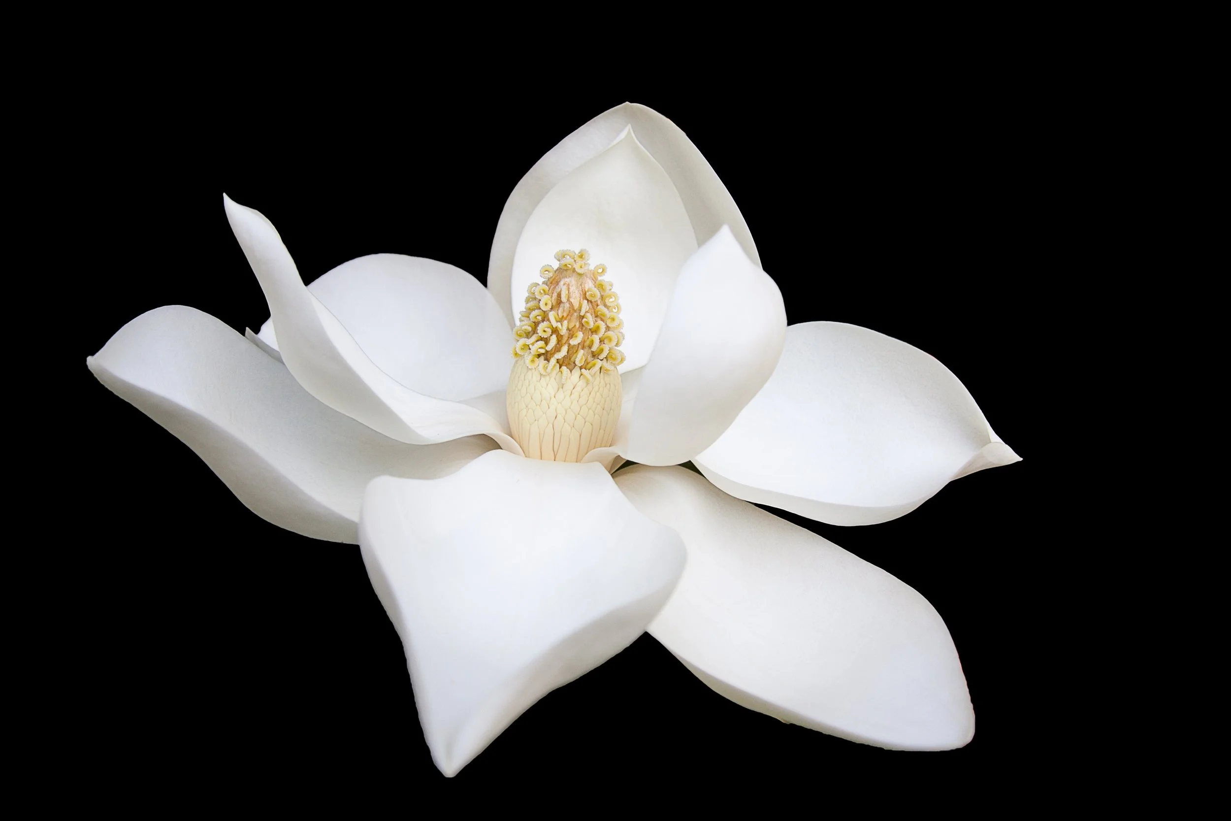 flower.jpeg