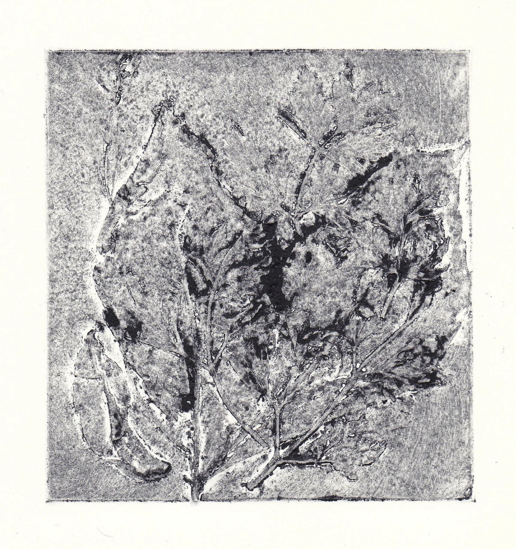 late spring collagraph print 5x5" 2012