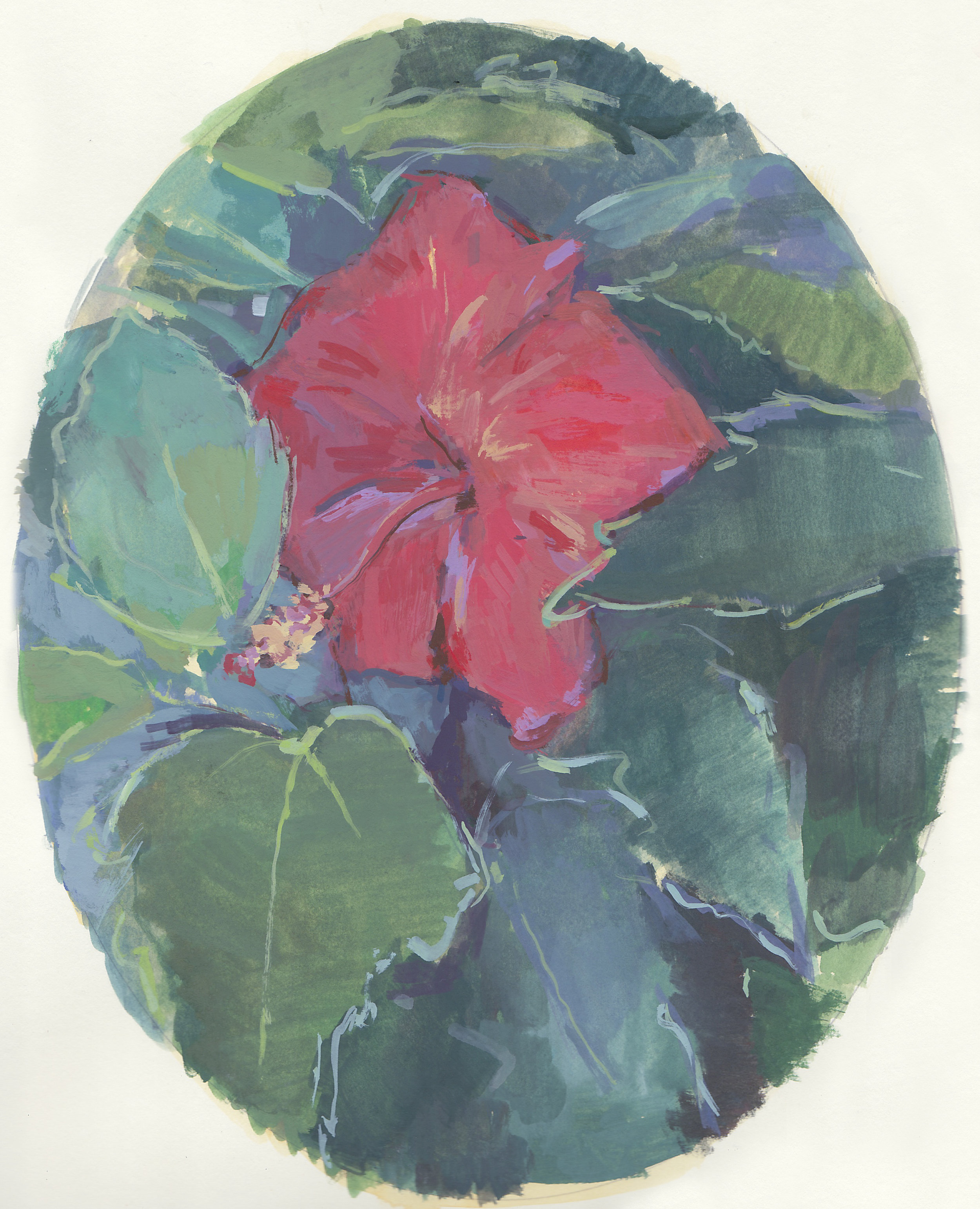   tropical hibiscus     gouache on paper 8x10" 2017  private collection New Jersey 