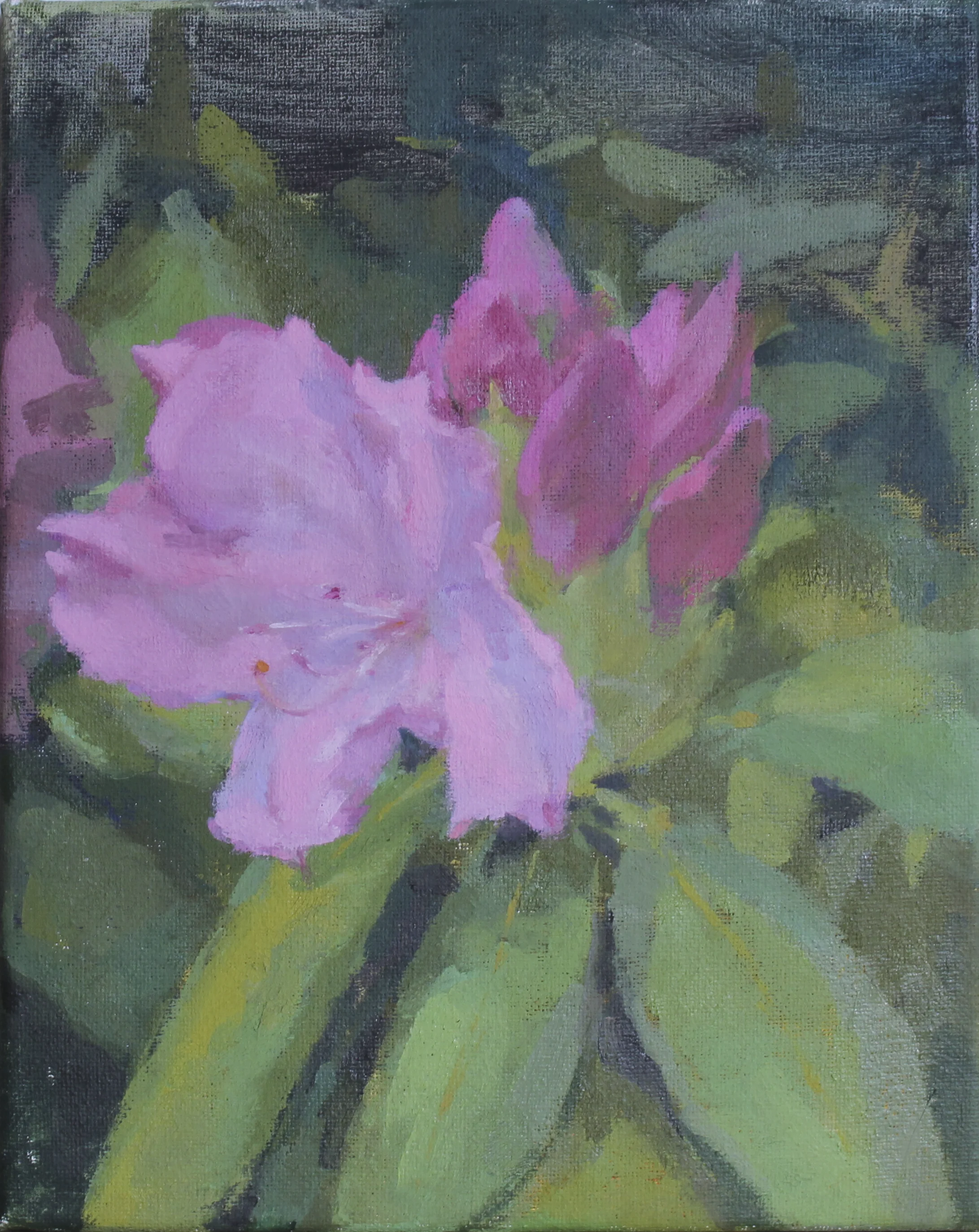 pink rhododendrons oil on canvas 8x10” 2018 purchase