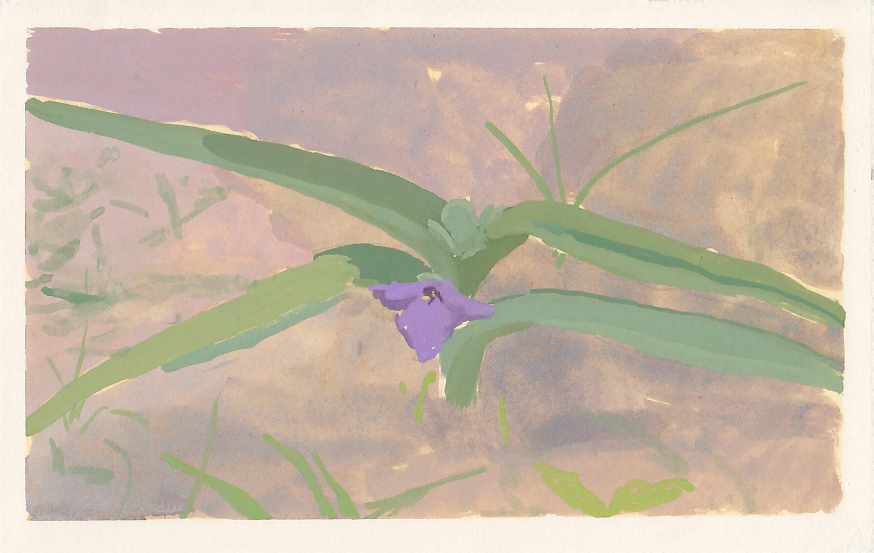 spiderwort gouache on paper 5.5 x 3.25” 2019 purchase
