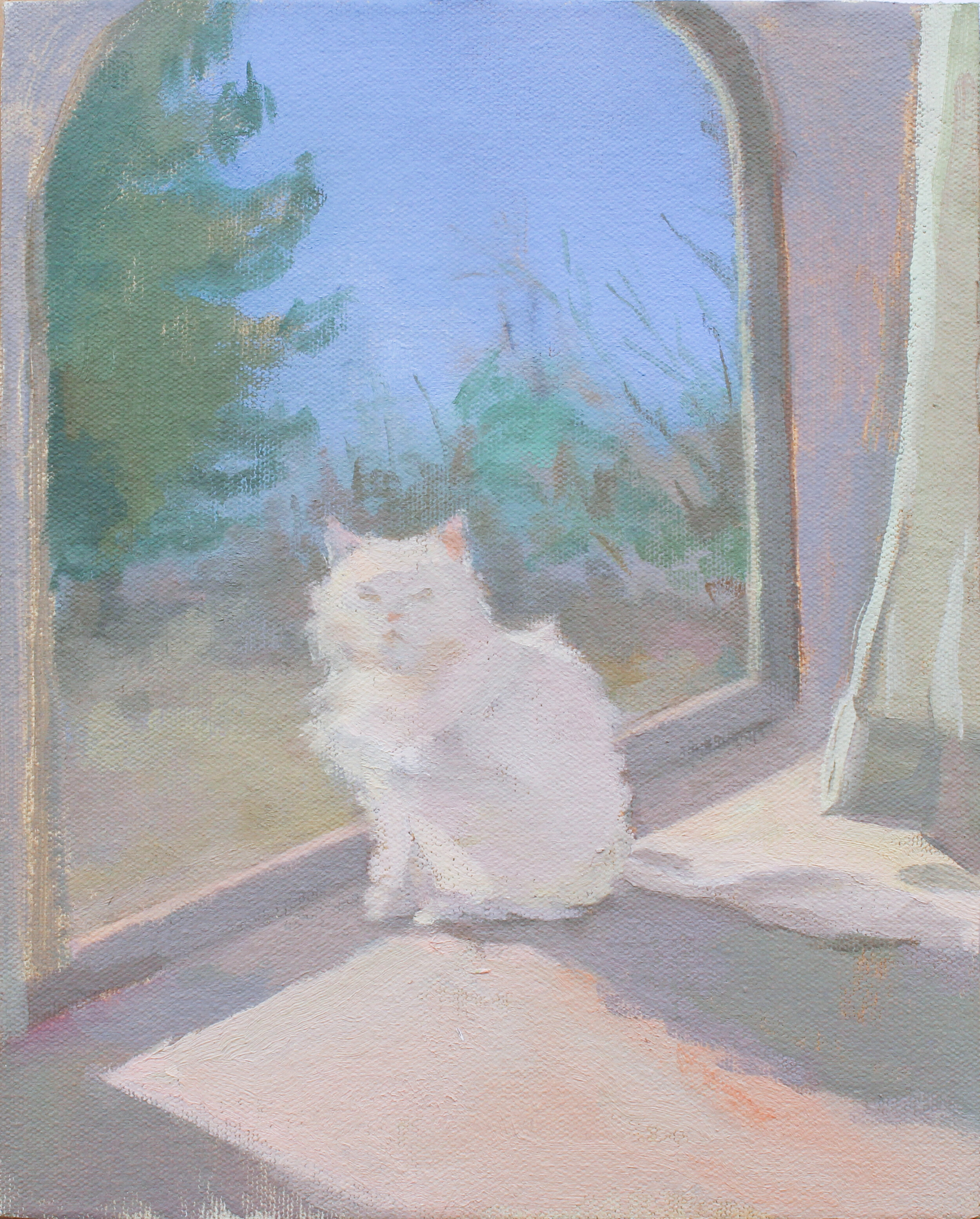    Window with White Cat, Curtain, and Pines   oil on canvas 8 x 10” 2020  private collection Kansas 