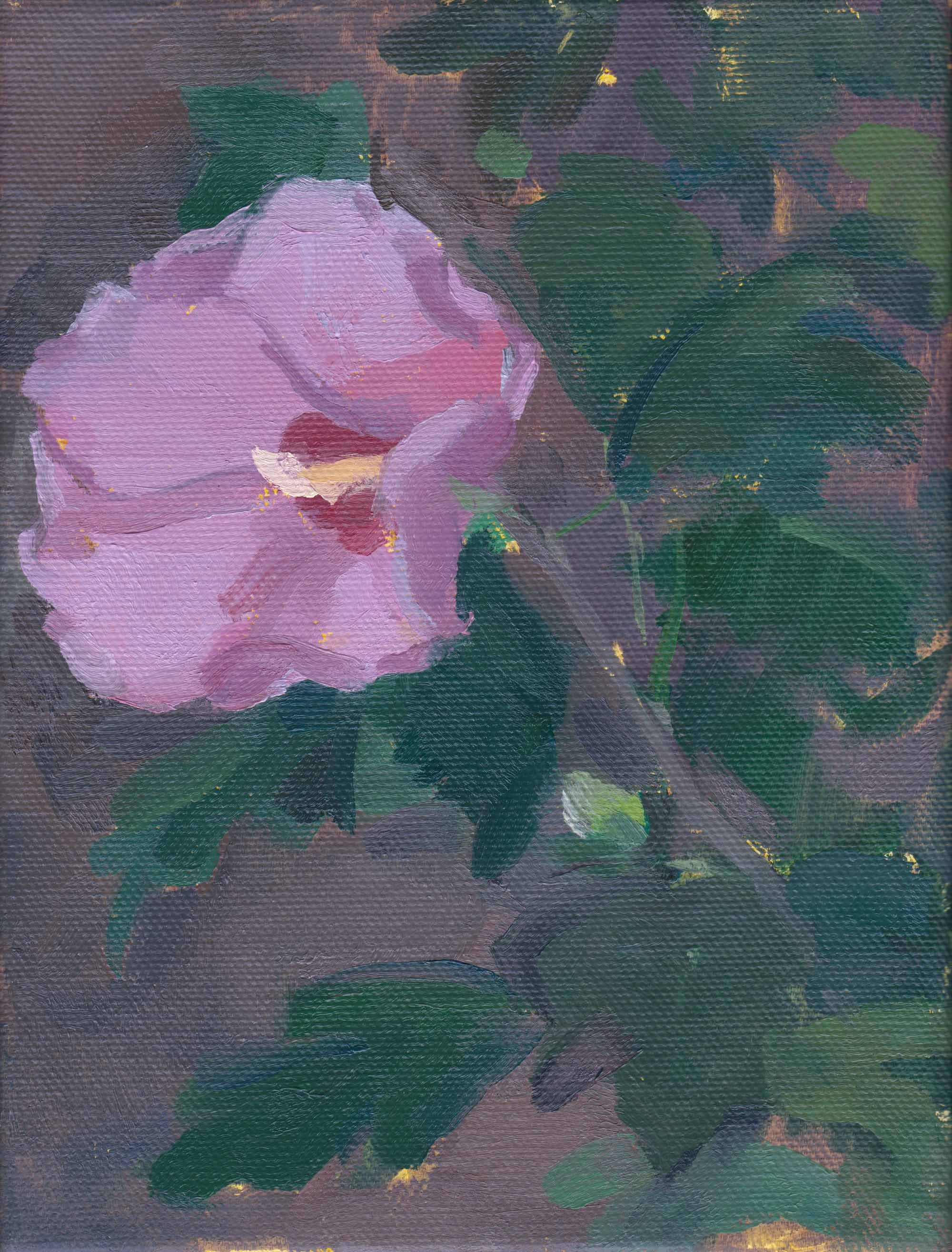    Rose of Sharon   oil on canvas 8 x 6” 2023   collect this painting  