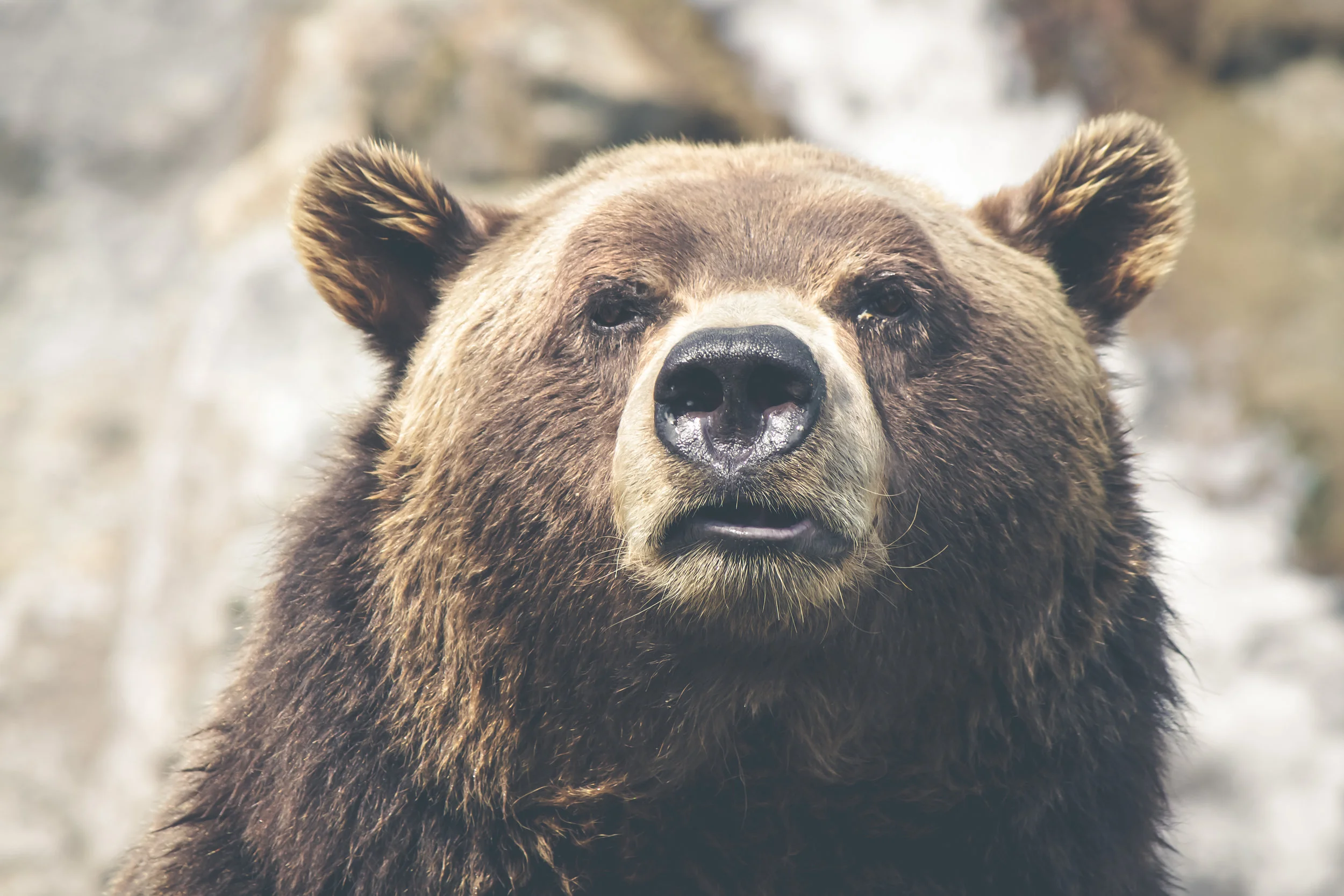 Can Tech Help Out During a Bear Market?