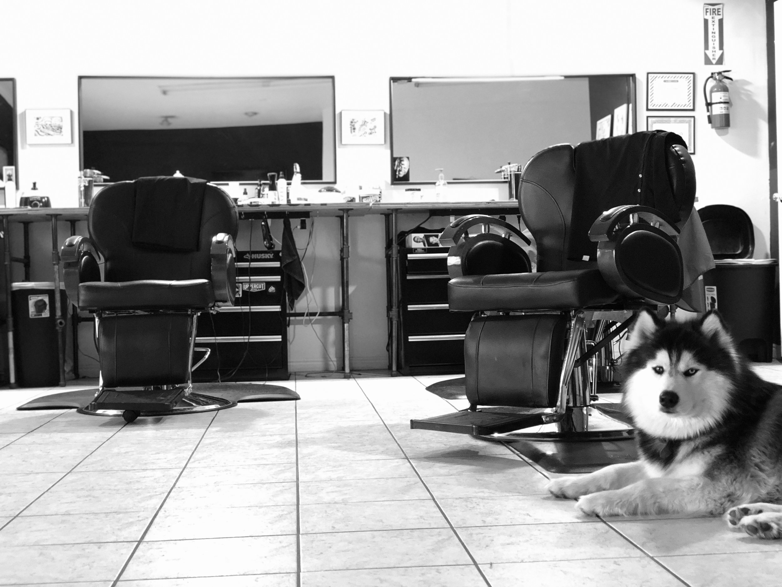 are dogs allowed in barber shops