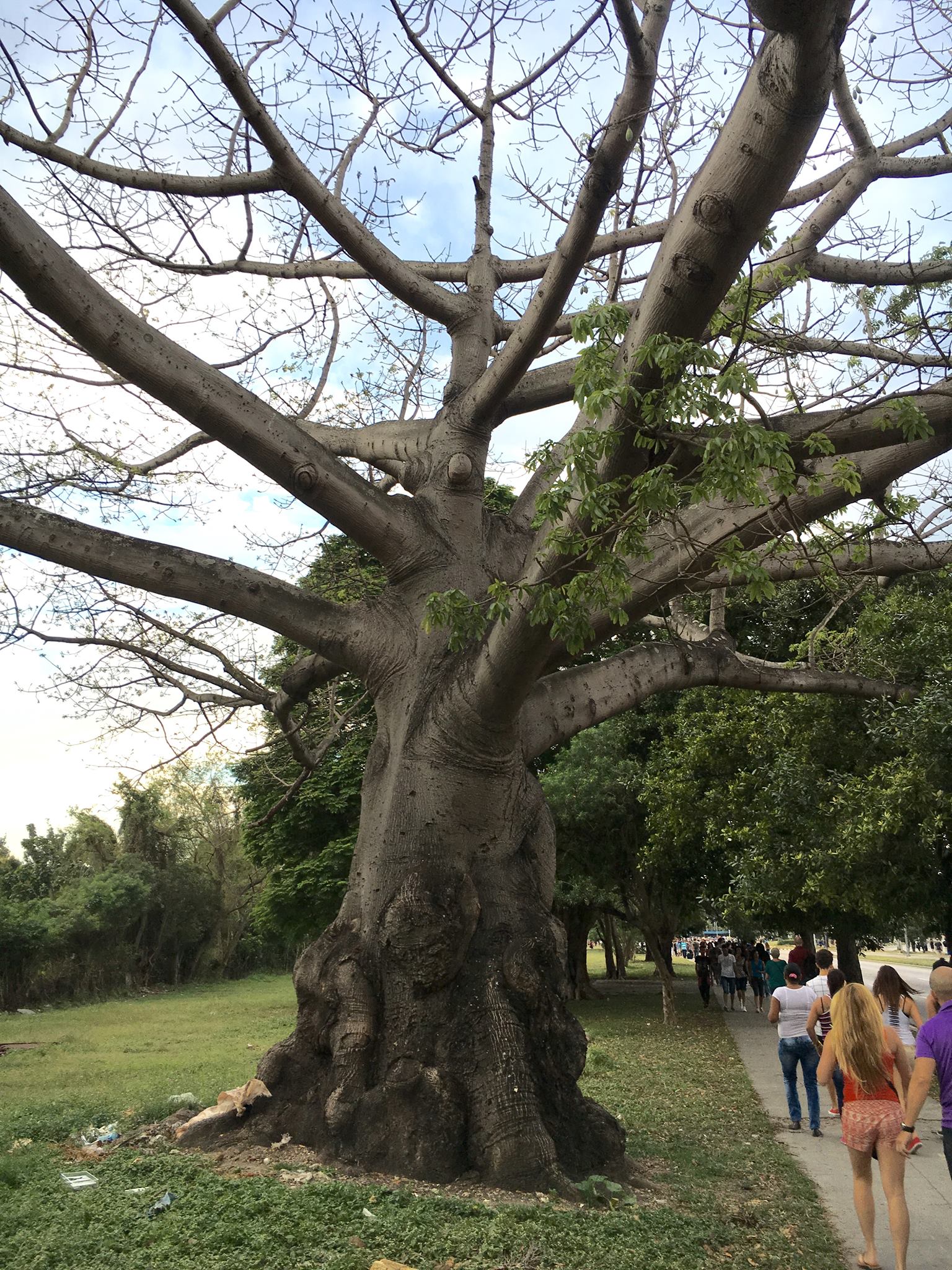 "In Cuba when the slaves arrived in this island from the African continent, they found nothing that linked them to their motherland; neither were there baobabs, the sacred tree that connected them to their gods. The only spiritual welcome these uprooted people received was the ceiba tree—also known as kapok tree or silk-cotton tree—a demigod tree that branches out to spirituality as a mother. It is luxuriant and strong and well-proportioned." 