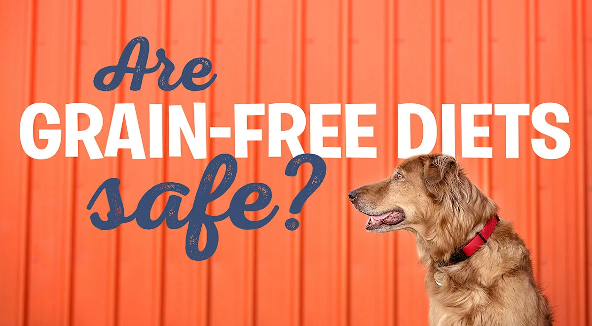 Dcm Grain Free Foods Bad For Dogs Dcm From Grain Free Dog Food