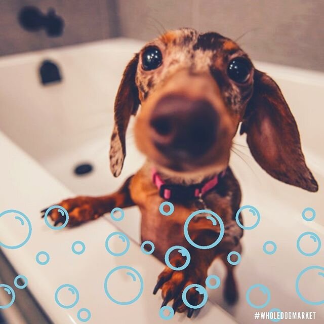 Is your dog due for a bath? 🐶🛁 You can now schedule dog wash appointments online! 😃 Just go to our website and click &ldquo;Schedule A Self-Wash&rdquo;, choose &ldquo;Homewood&rdquo; and then select your date and time. 👍🏼 See you soon! #selfserv