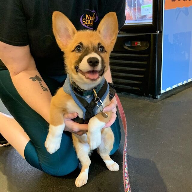 We are meeting so many cool pups lately and we love it! ❤️🐶 This little nugget is Anwyll and she is the cutest corgi mix ever! 😍 We cannot get enough of her fabulous ears and bubbly personality. #puppybreath #puppylove #ourpupstomersarethecutest #w