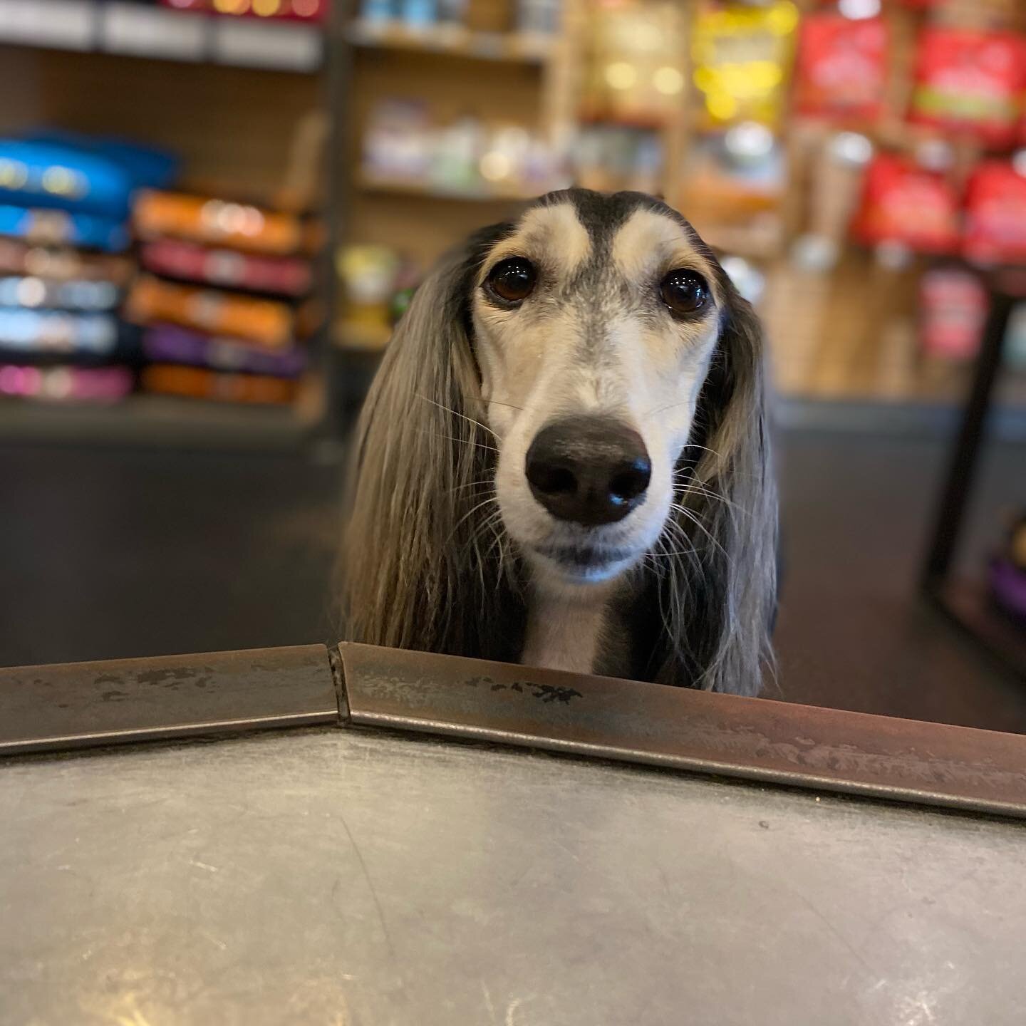 On a rainy day it might be fun to visit for treats like Stella 🥰. Featured treat, Farm Hounds Duck Wing!  @farmhoundstreats  #atlantapet #petfood #dogtreats #cattreats #shoplocal #treatsplease #saluki #salukilove #peidmontpark #peidmontbark #dogsofa