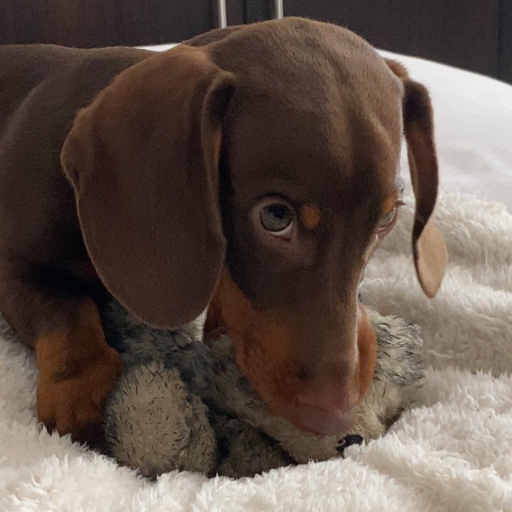 Winston came in today for a new &ldquo;Mama&rdquo; toy!  He loves his Blanca Wolf 🐺 from @fluffandtuffdogtoys!  Aren&rsquo;t they the cutest!

Swipe to check out Blanca&rsquo;s before and after pictures!  Winnie is happy to have a nice new clean mam