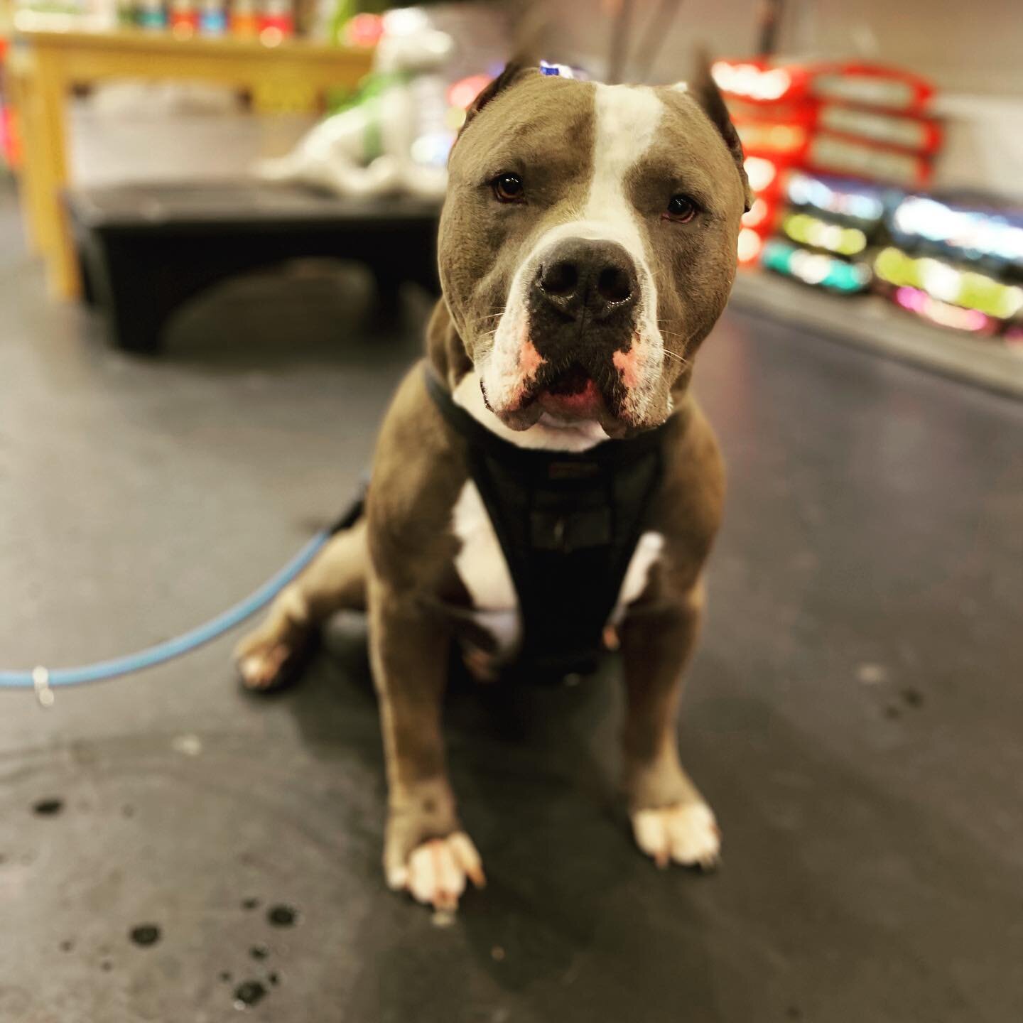 Kilo doesn&rsquo;t let the rain keep him away from these whole dog market deals!  Cute puppy post, happy Monday!
#thewholedogmarket #dog #pitbull #staffy #instagram #shoplocal #pets #petstore #piedmontpark #atlantapitbullparents