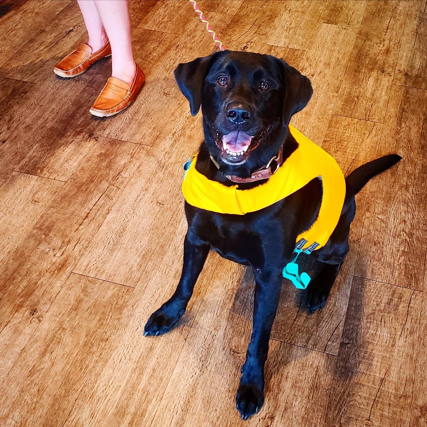 Have you suddenly acquired a lake in your backyard with all of this rain? It may be time to invest in a @ruffwear float coat! 🤪

Jokes aside, this is one of the best life jackets on the market, and there is even a handle with a spot for you to attac