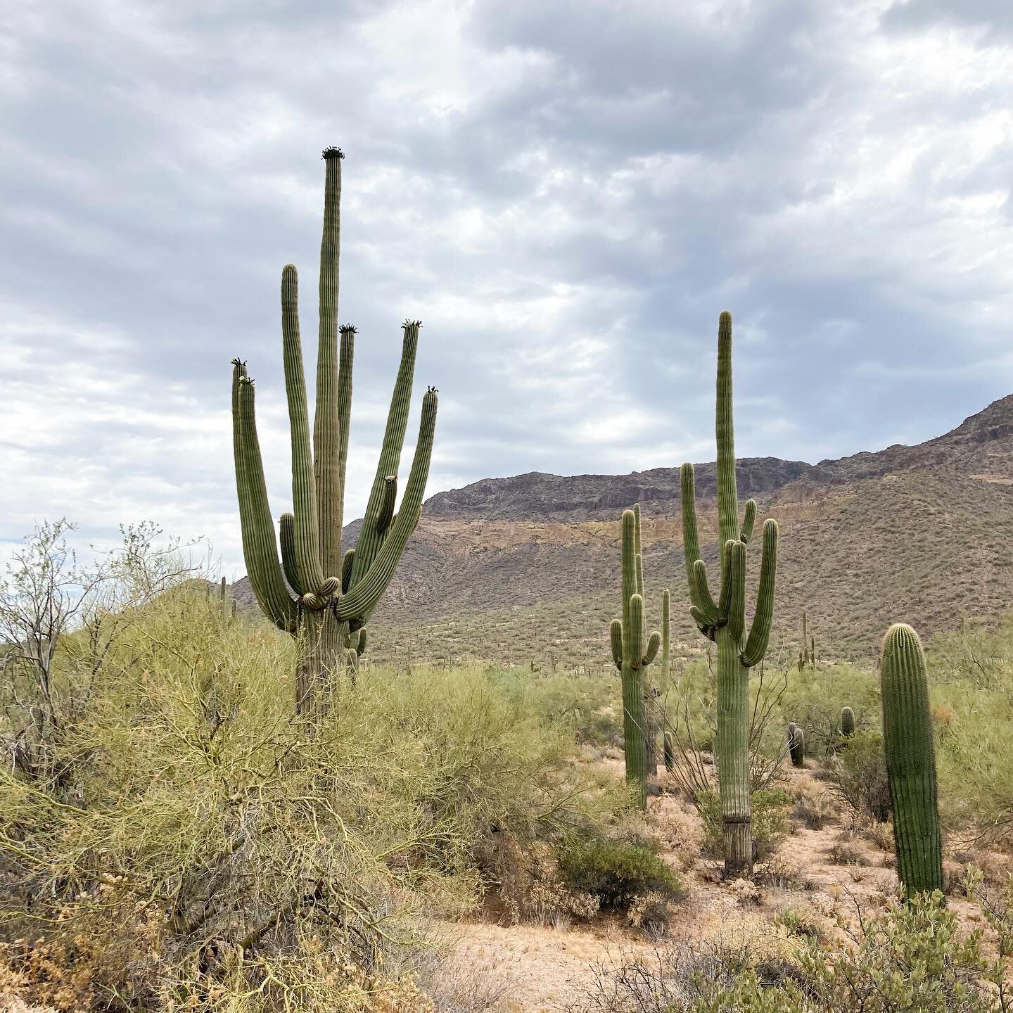 The Sonoran Desert. No where in the world like it. 

SWIPE FOR MUSIC NATIVE TO THE SONORAN DESERT