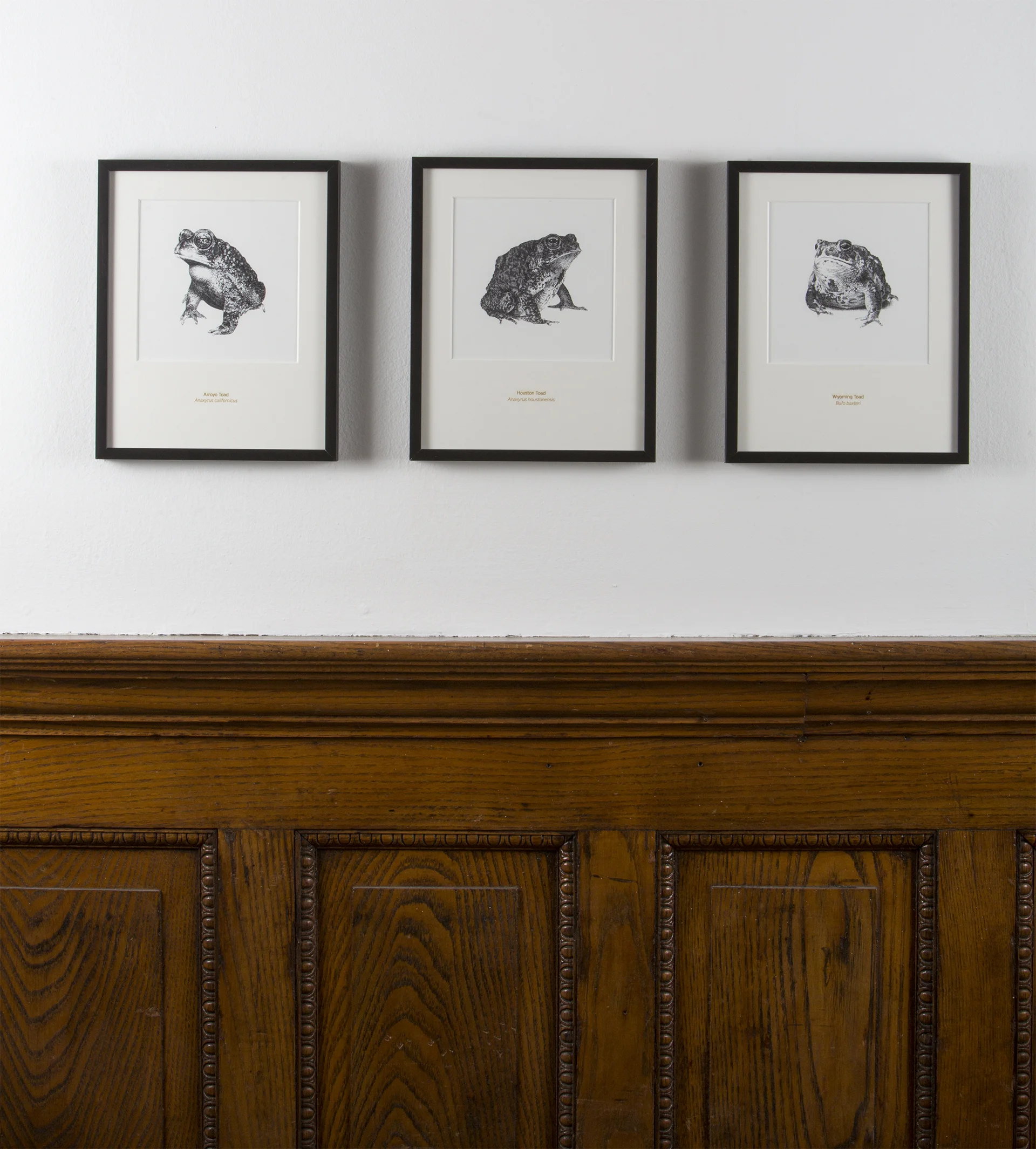 Houston Toad - 8x10" Matted Art Print - Rally Caller - Sarah Kaizar - Endangered Species Art