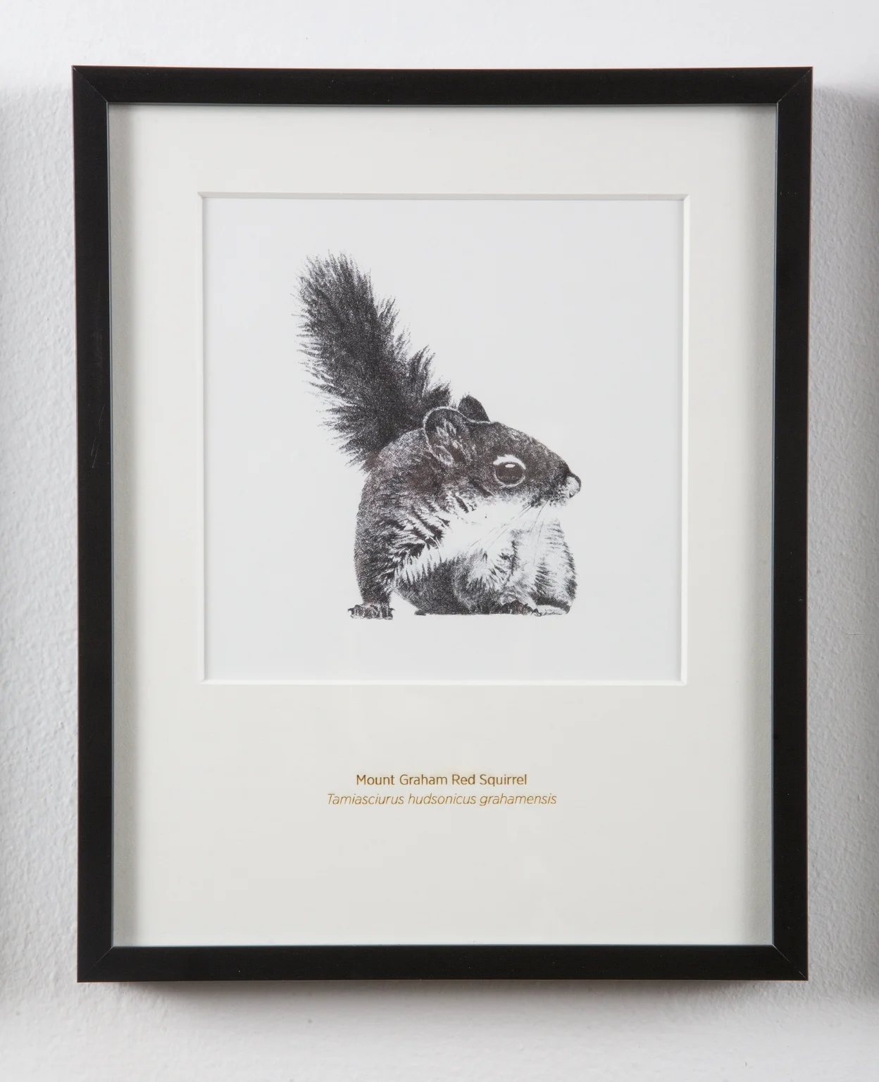 Mount Graham Red Squirrel - 8x10" Matted Art Print - Rally Caller - Sarah Kaizar - Endangered Species Art
