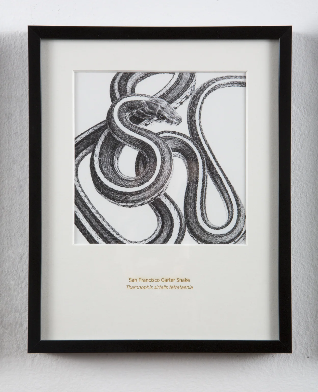 San Francisco Garter Snake - 8x10" Matted Art Print - Rally Caller - Sarah Kaizar - Endangered Species Art