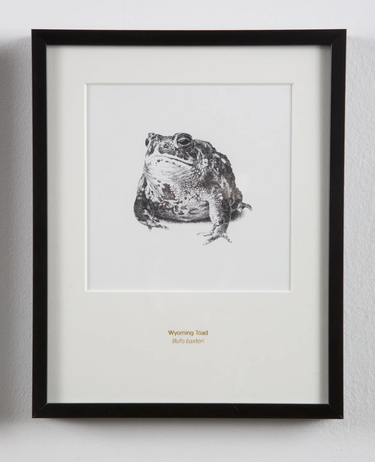 Wyoming Toad - 8x10" Matted Art Print - Rally Caller - Sarah Kaizar - Endangered Species Art