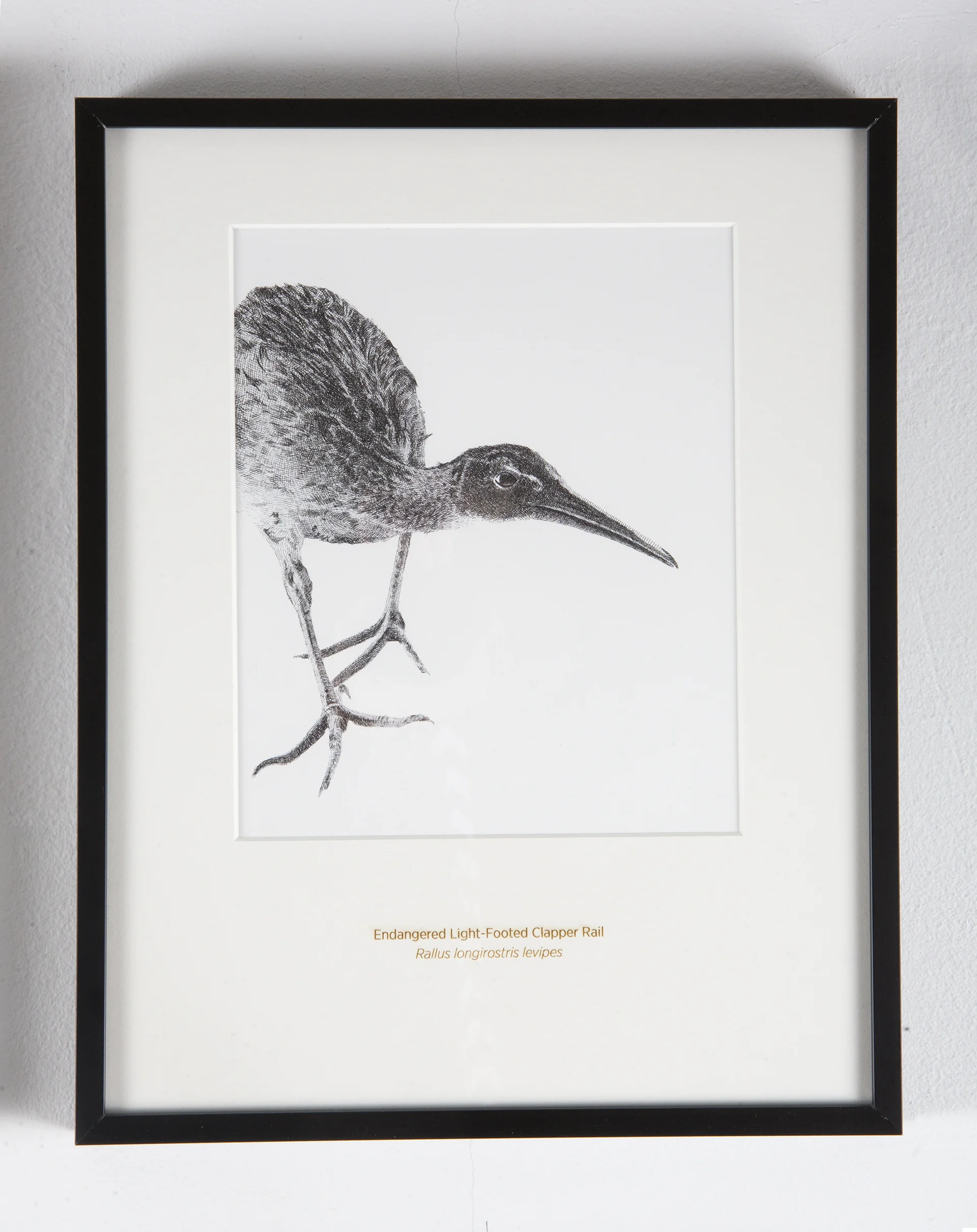 Light-Footed Clapper Rail - 11x14" Matted Art Print - Rally Caller - Sarah Kaizar - Endangered Species Art